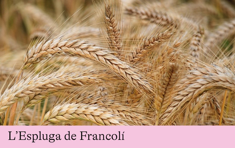 Del Neolític a la re-evolució de l’agricultura