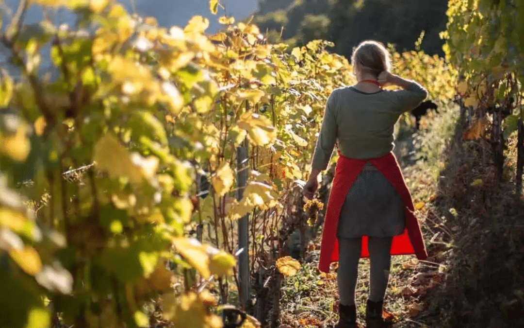 Projecció de la pel·lícula «Vigneronnes»