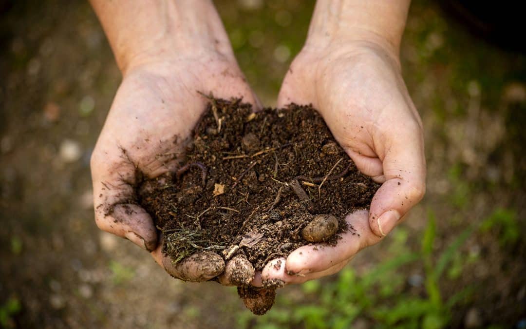 Curs d’horticultura: La fertilitat del sòl i el compostatge