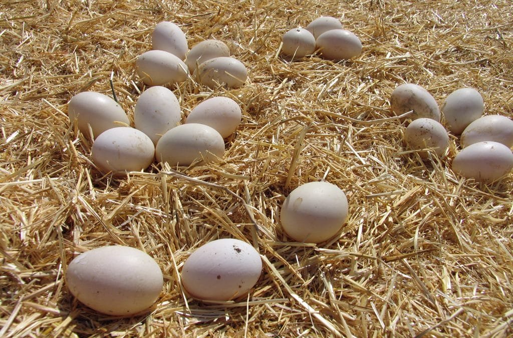El món és real i les gallines ponen ous de dos rovells