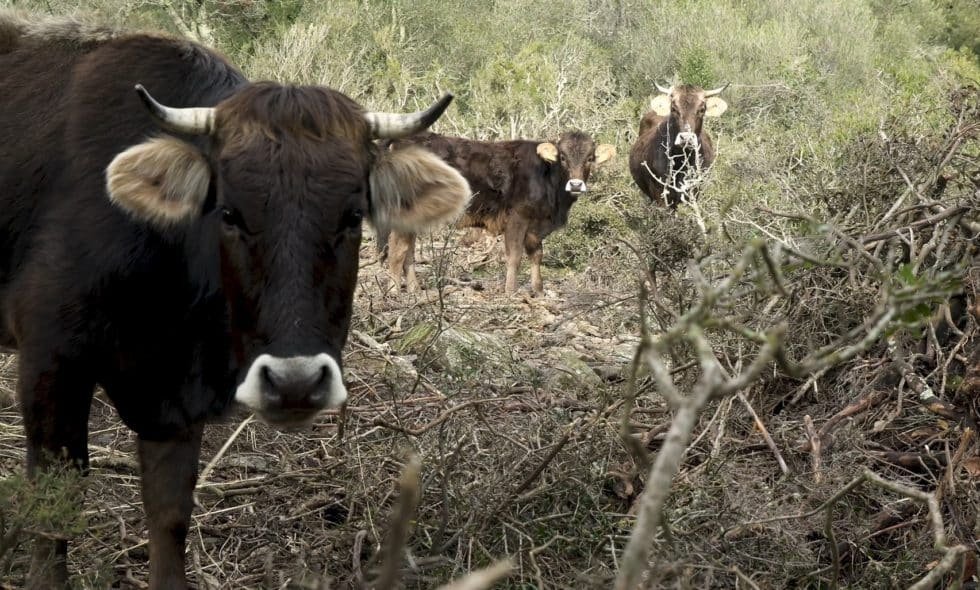Gestió del risc d’incendis: Ramats de foc